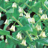 Polygonatum multiflorum