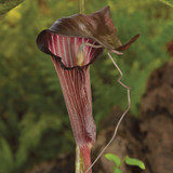 Arisaema speciosum Arisaema speciosum
