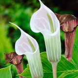 Arisaema speciosum