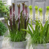 Eucomis Indian Summer Eucomis Indian Summer