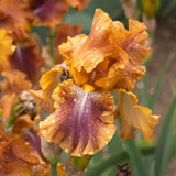 Iris germanica Autumn Leaves
