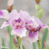 Iris Germanica Raspberry Flush