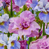Iris Sibirica Pink Parfait