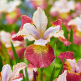 Iris Sibirica Sugar Rush