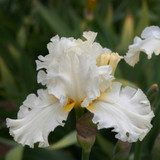 Iris Germanica Devonshire Cream