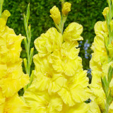 Gladiolus Bananarama