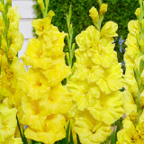 Gladiolus Bananarama