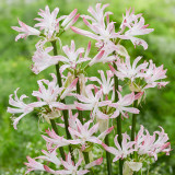 Nerine bowdenii Lipstick