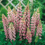 Lupin Gallery Pink 7cm