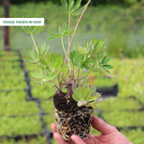 Lupin Gallery White 7cm