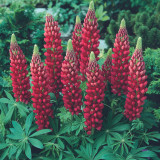 Lupin Gallery Red 7cm