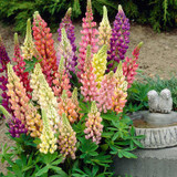 Lupin Gallery Mixed 7cm