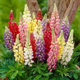 Lupin Gallery Mixed 7cm