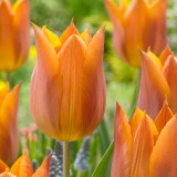Tulip 'Request'
