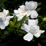 Gardenia jasm. 'Crown Jewel'