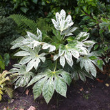 Fatsia Japonica Spider's Web C2