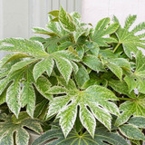 Fatsia Japonica Spider's Web C2