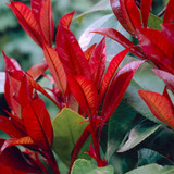 Photinia fraseri 'Red Robin' Hedge