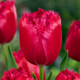 Tulip Burgundy Lace 10/12cm