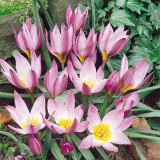 Tulip Humilis Tulip Humilis
