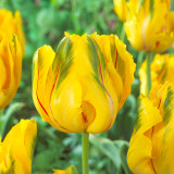 Tulip La Courtine Parrot