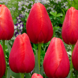 Tulip Avignon