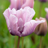 Tulip James Last