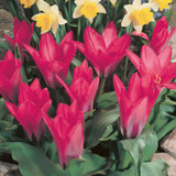 Tulip Pink Dwarf 10/12cm