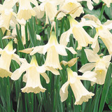 Narcissus W P Milner