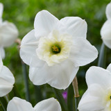 Narcissus Papillon Blanc 12-14cm