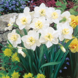 Narcissus Papillon Blanc 12-14cm