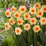 Narcissus Altruist 10-12cm