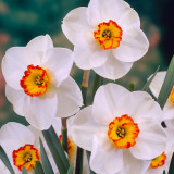 Narcissus Merlin 12-14cm