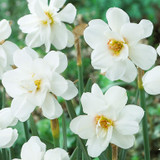 Narcissus albus plenus odoratus 12/14cm