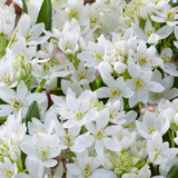 Ornithogalum oligophyllum ' White Trophy'