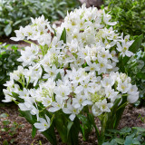Ornithogalum oligophyllum ' White Trophy'