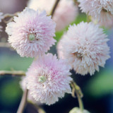 Rubus ulmifolius 'Bellidiflorus'