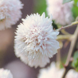 Rubus ulmifolius 'Bellidiflorus'