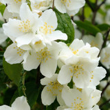 Philadelphus coronarius