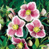 Helleborus ori. Tricastin Helleborus ori. Tricastin