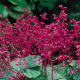 Heuchera b. Pluie de Feu Heuchera b. Pluie de Feu