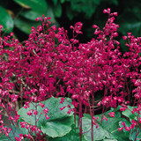 Heuchera b. Pluie de Feu