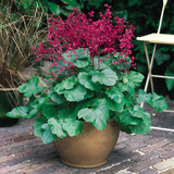 Heuchera b. Pluie de Feu Heuchera b. Pluie de Feu