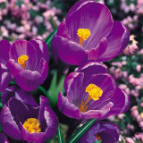 Crocus Flower Record 9-10cm