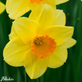 Daffodil Carbineer 12-14cm