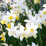 Daffodil Jonquilla Sailboat 10/12cm