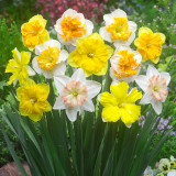 Daffodil Orchid Mixed 12/14cm