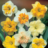 Daffodil Orchid Mixed 12/14cm