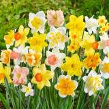Narcissi Large and Small Mixed 12-14cm