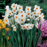 Daffodil Cragford